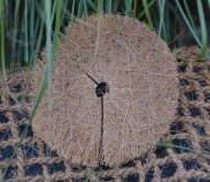 Kokosový terč (15cm) 5ks